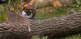 Professional  Tree Services in Jackson, MN