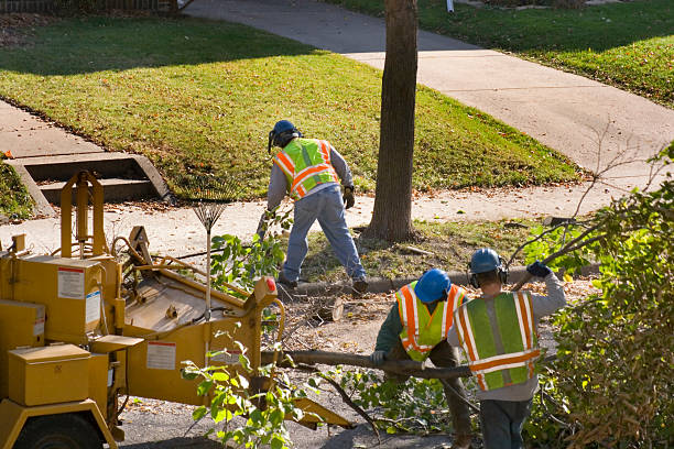 Best Firewood Processing and Delivery  in Jackson, MN